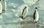 20071202193537-pinguino3.gif