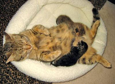 20090704011329-cat01.jpg