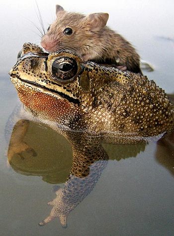 20100925102359-sapoyraton.jpg