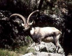 El Diablo, muchas imagenes El Diablo, muchas imagenes