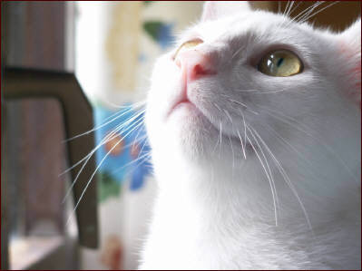gato.jpg