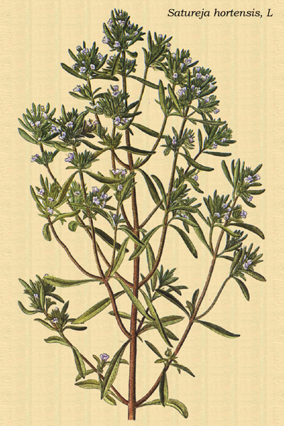 Ajedrea, satureia hortensis