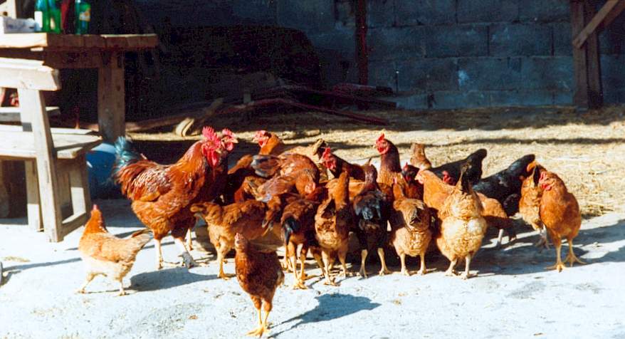 gallinas