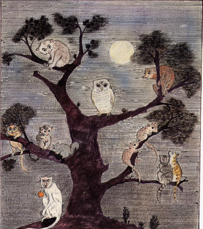 La garduña Ilustrada Bichos en un árbol
