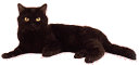 gato negro